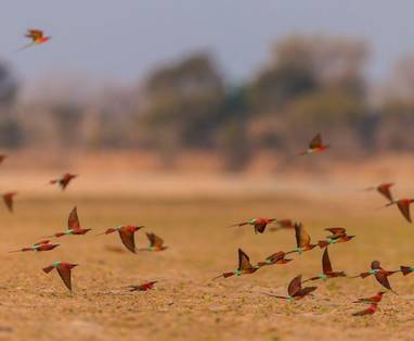 vogels in luambe national park