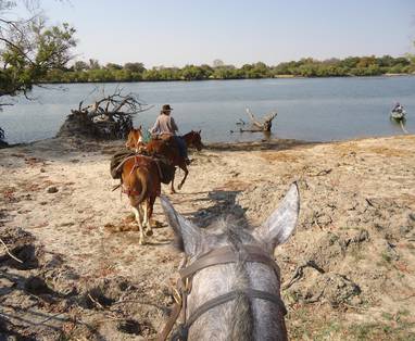 paardrij excursie op de oevers van de zambezi
