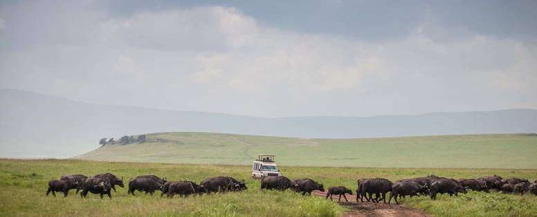 safari bij The Manor in Tanzania