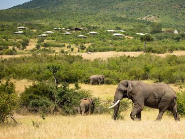 wild bij Mara Bushtops in kenia