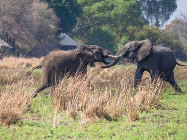 wild bij het kamp bij Musekese Camp in Zambia