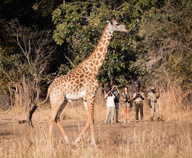 wandelsafari bij Tafika Camp in Zambia