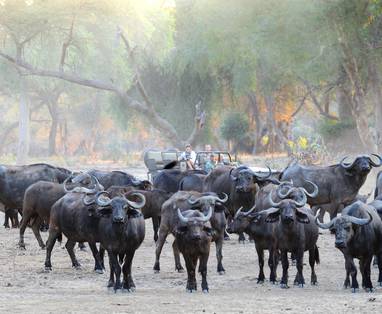 safari bij old mondoro in zambia