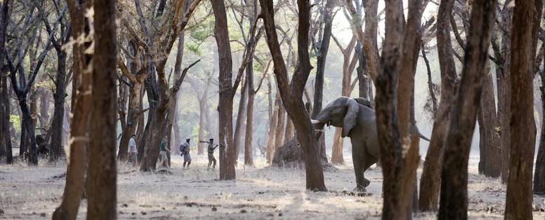 wandelsafari bij old mondoro in zambia