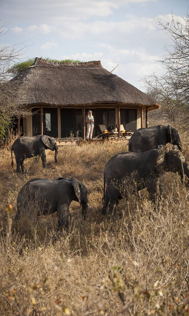Oliver's_Camp_olifanten_buiten_de_tent