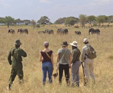 Wandelsafari in Tarangire, olifanten
