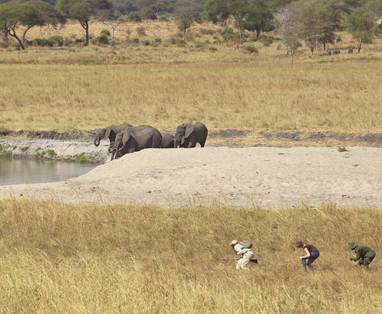 Olifanten spotten bij Tarangire rivier tijdens wandelsafari in Tarangire NP