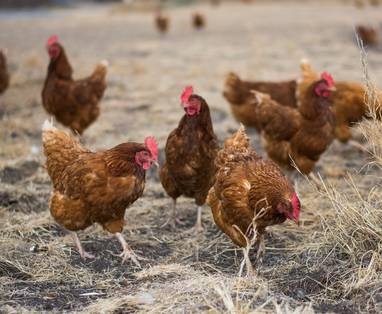 kippen bij Ololo safari lodge in kenia