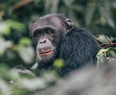chimpansee bij Rubondo Island Camp in Tanzania