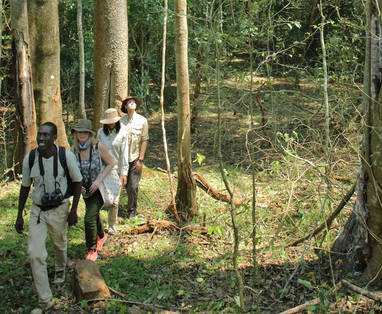 Begeleide wandelingen door de bossen van Rubondo Island