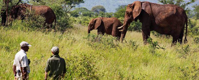 Tangire__safari_met_olifanten