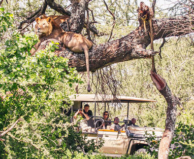 Boomklimmende leeuw op safari vanaf Mwiba Lodge, Serengeti, Tanzania