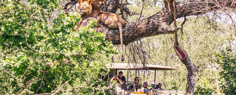 Boomklimmende leeuw op safari vanaf Mwiba Lodge, Serengeti, Tanzania