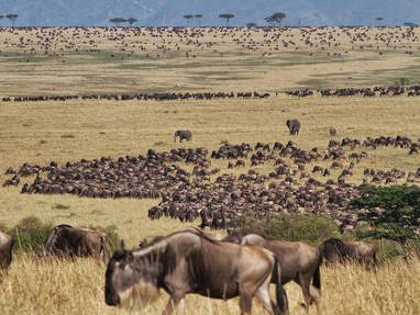 Wildebeest migratie