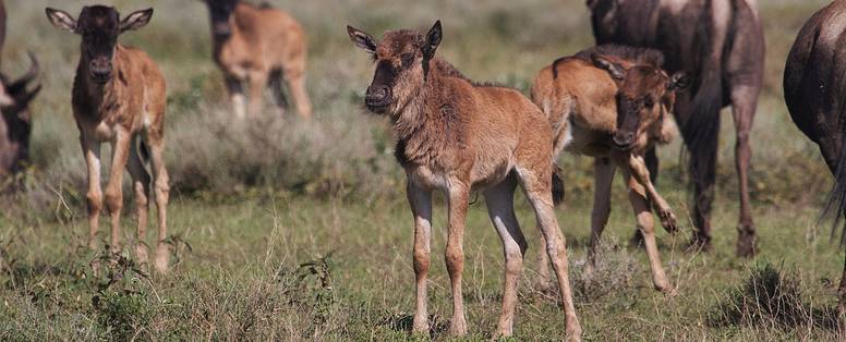 gnoes bij Serian's Serengeti in Tanzania