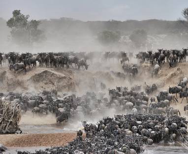 Wildebeest migratie oversteekplaats bij Serian's Serengeti in Tanzania