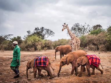 olifantenweeshuis in nairobi kenia