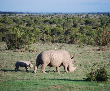 laatste noordelijke witte neushoorns bij sweetwaters serena camp in kenia