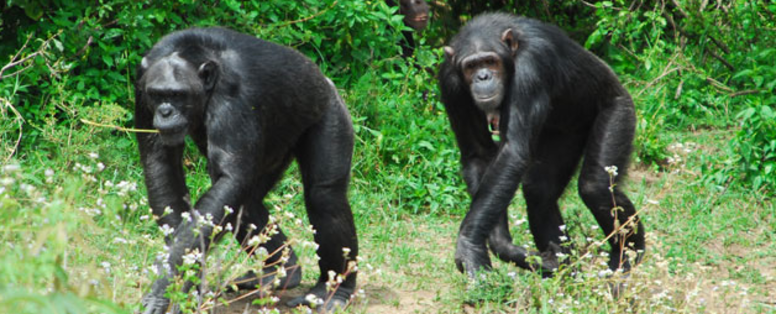 sweetwaters chimpanzee conservancy bij sweetwaters serena camp in kenia