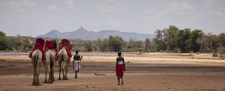 kamelen tocht bij Sasaab in Kenia