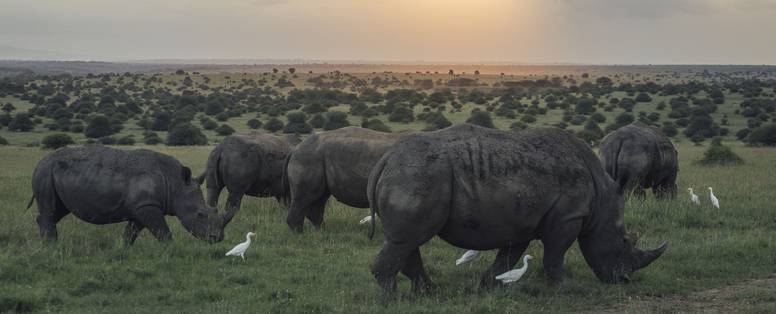Op safari vanaf The Emakoko in Kenia