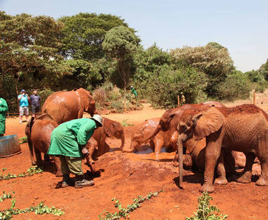 opvang bij House of Waine in Kenia