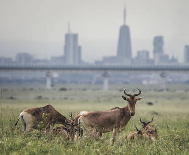 Nairobi National Park