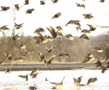 Zandhoenders fenomeen nabij Saruni Rhino Kenia