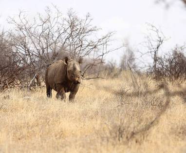 Zwarte neushoorn in Sera Conservancy