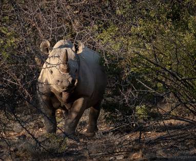 Zwarte neushoorn bij excursie van Saruni Rhino, Kenia