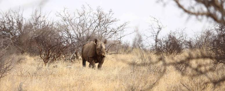 Zwarte neushoorn bij excursie van Saruni Rhino, Kenia