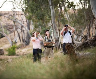 Vogelsspotten bij Arkaba in Australië
