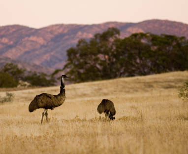 Emoes bij Arkaba in Australië
