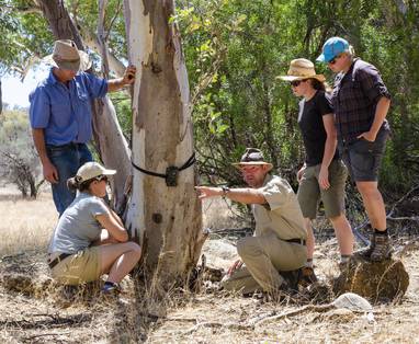 Wildcamera plaatsen bij Arkaba in Australië