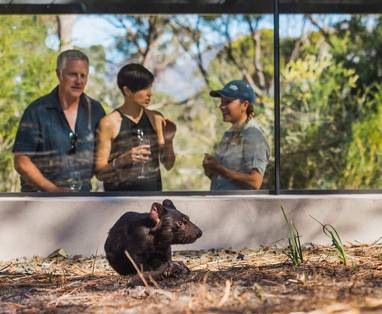 Tasmaanse duivel bij Saffire Freycinet in Australië