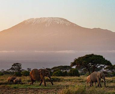 elephants_in_front_of_kili