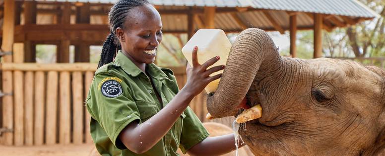 Sarara Camp, olifanten