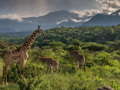 Giraffe_Sightings_from_Hatari_Lodge