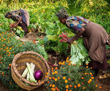 De moestuin bij Gibb's Farm, Ngorongoro Conservation Area