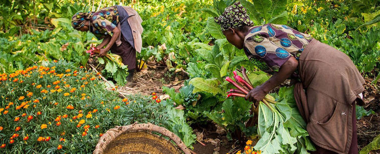 De moestuin bij Gibb's Farm, Ngorongoro Conservation Area