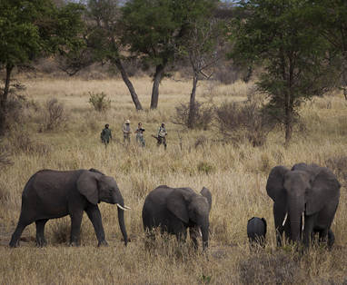 Wandelsafari olifanten Jabali Ridge in Tanzania