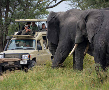 Safari olifanten bij Migrational Camp in Tanzania