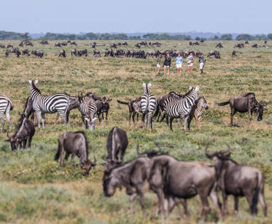 Wandelsafari tussen wildebeest bij Migrational Camp in Tanzania