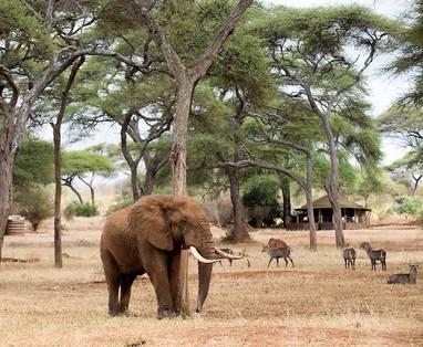 Olifant voor je tent bij Swala Camp in Tarangire, Tanzania