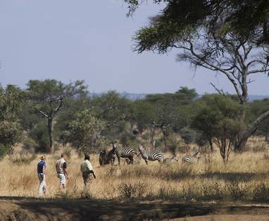 137241_Sanctuary_Swala_Activities_Guided_Bush_Walk_Zebra