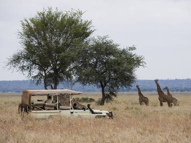 Giraffen op safari bij Swala Camp in Tanzania