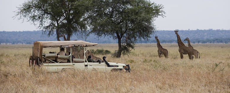 Giraffen op safari bij Swala Camp in Tanzania