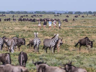 Wandel safari Serengeti National Park bij Nyasi Migrational Camp