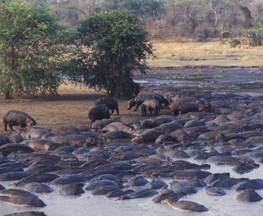 Grote hoeveelheid nijlpaarden in poel in Katavi NP