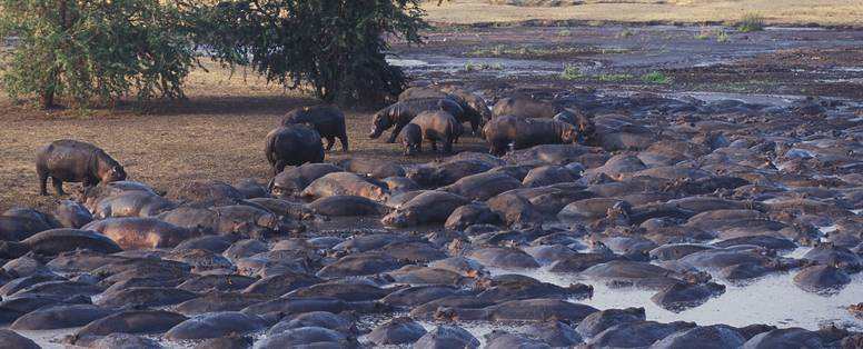 Grote hoeveelheid nijlpaarden in poel in Katavi NP
